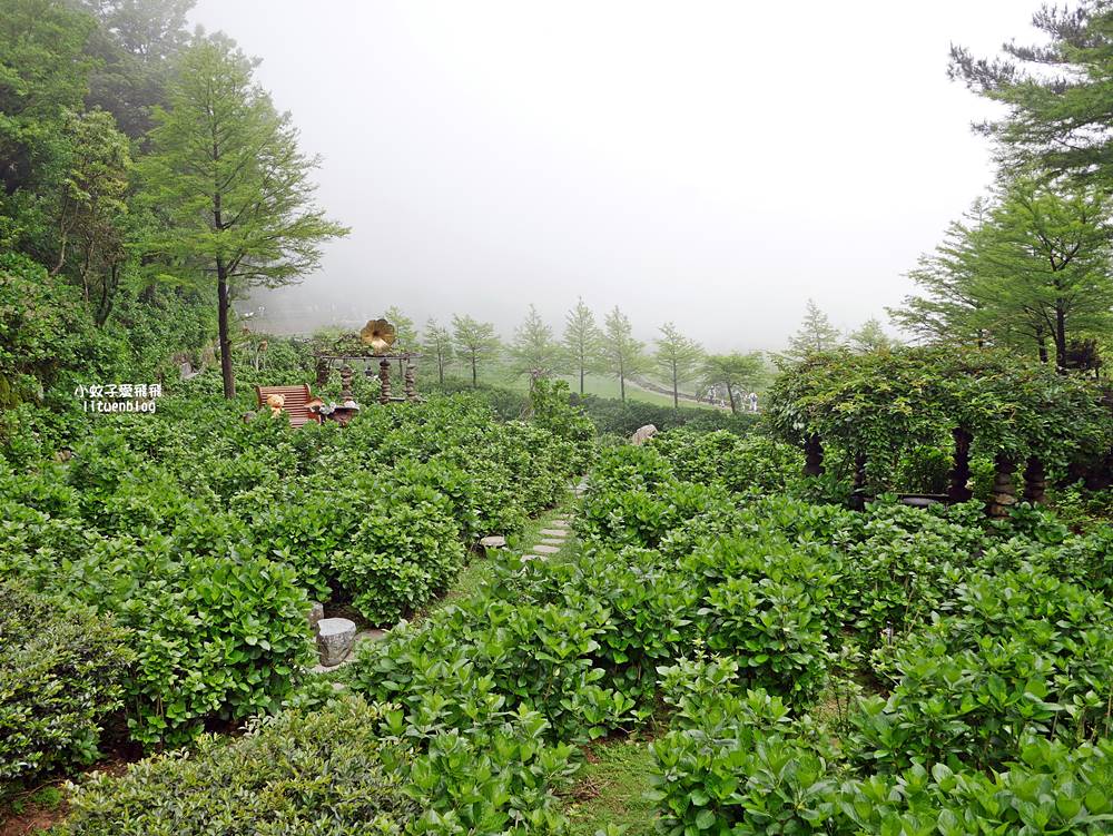 陽明山竹子湖「名陽匍休閒農莊」海芋紅楓繡球花小油坑，超夢幻的賞花基地