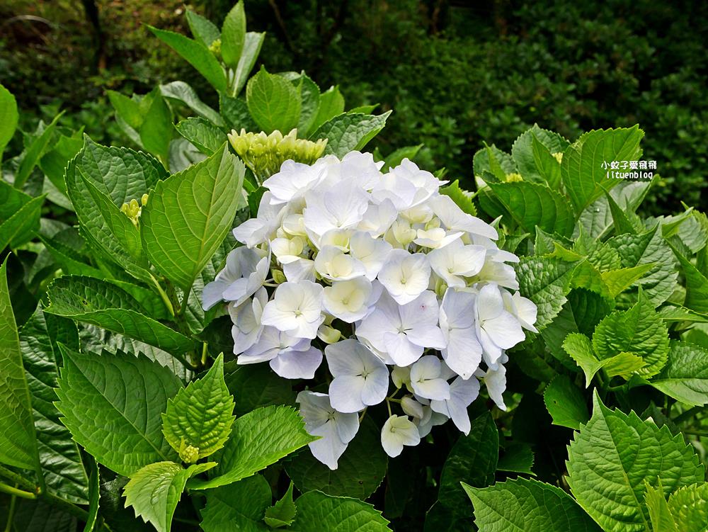 陽明山竹子湖「名陽匍休閒農莊」海芋紅楓繡球花小油坑，超夢幻的賞花基地