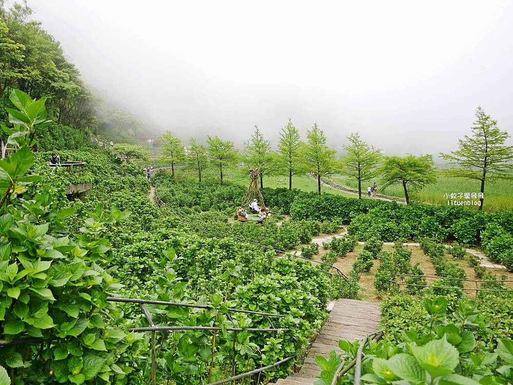 陽明山竹子湖「名陽匍休閒農莊」海芋紅楓繡球花小油坑，超夢幻的賞花基地