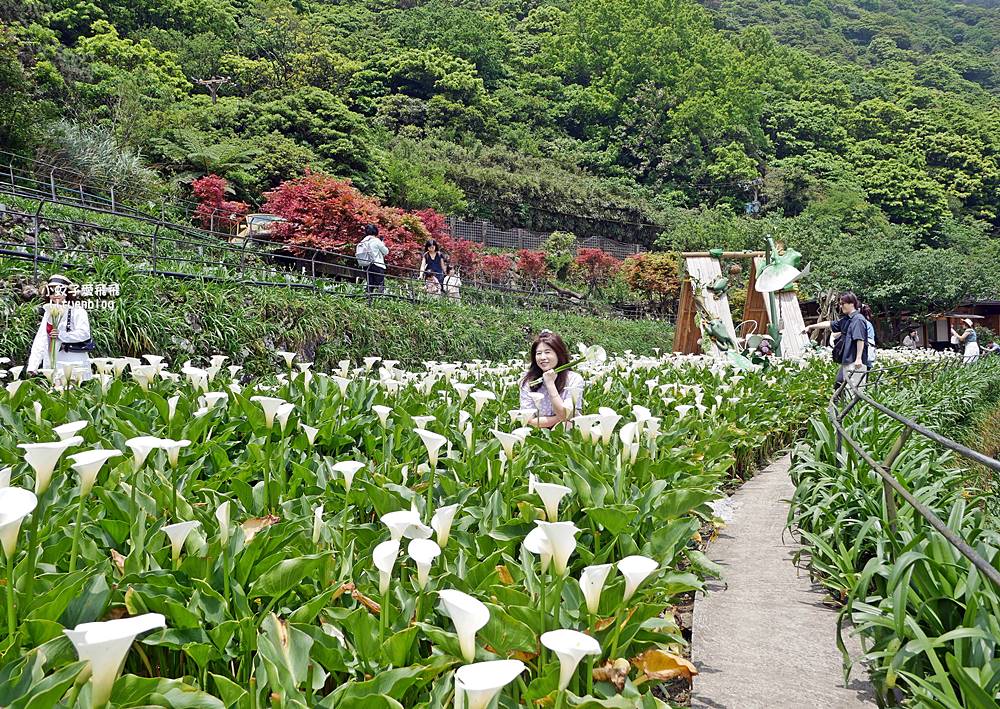 陽明山竹子湖「名陽匍休閒農莊」海芋紅楓繡球花小油坑，超夢幻的賞花基地