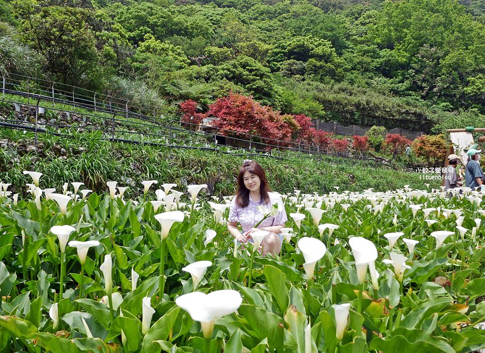 陽明山竹子湖「名陽匍休閒農莊」海芋紅楓繡球花小油坑，超夢幻的賞花基地