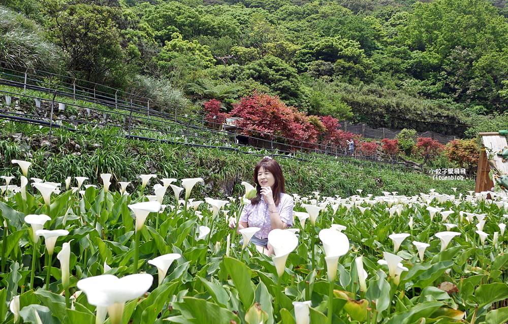 陽明山竹子湖「名陽匍休閒農莊」海芋紅楓繡球花小油坑，超夢幻的賞花基地