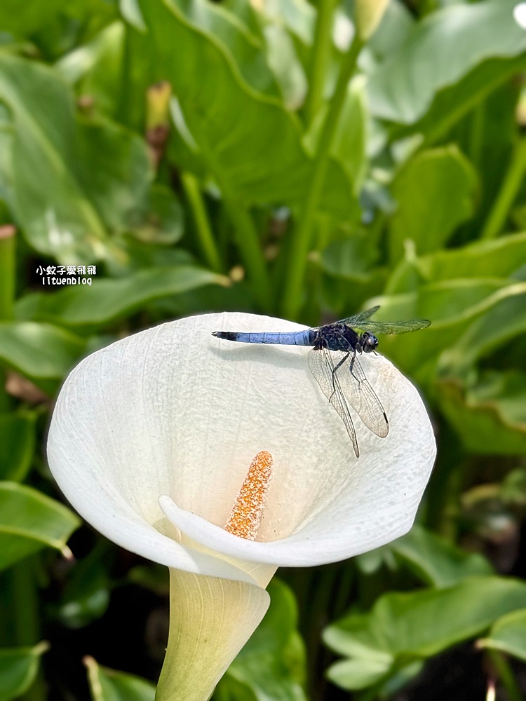 陽明山竹子湖「名陽匍休閒農莊」海芋紅楓繡球花小油坑，超夢幻的賞花基地