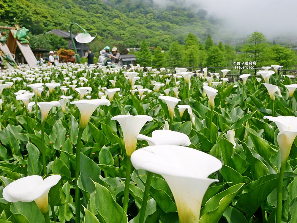 陽明山竹子湖「名陽匍休閒農莊」海芋紅楓繡球花小油坑，超夢幻的賞花基地