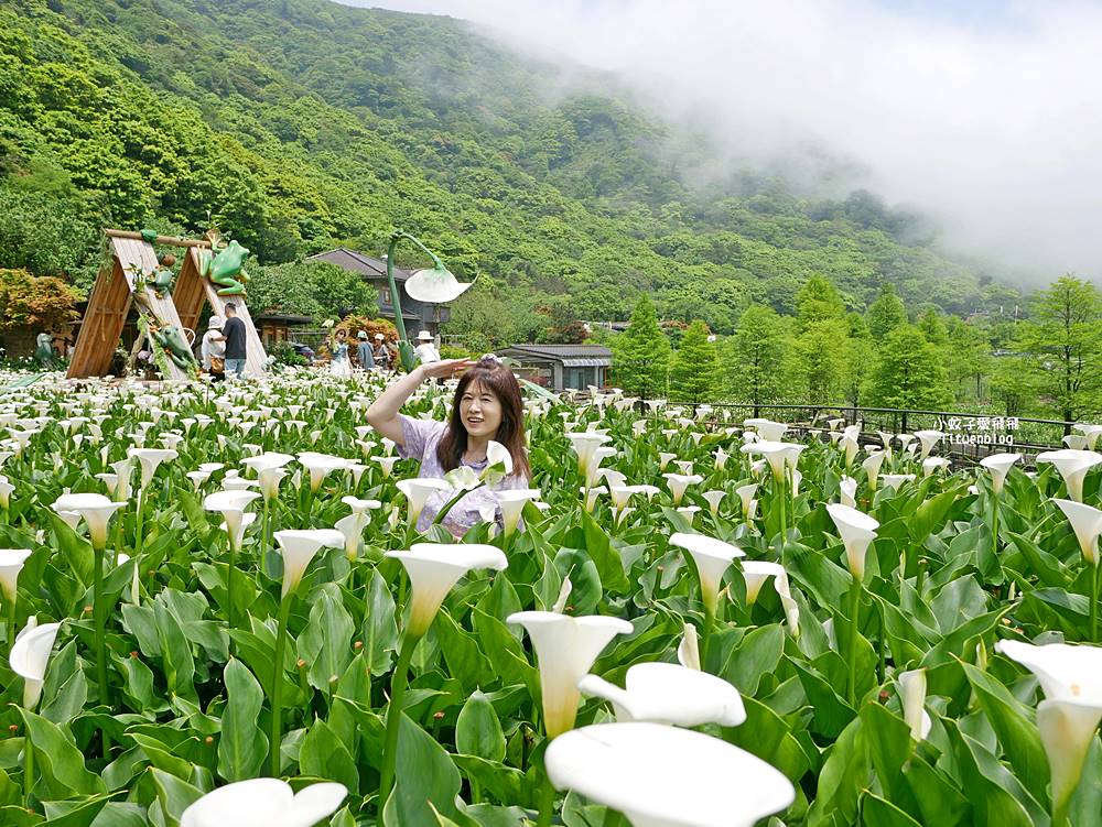 陽明山竹子湖「名陽匍休閒農莊」海芋紅楓繡球花小油坑，超夢幻的賞花基地
