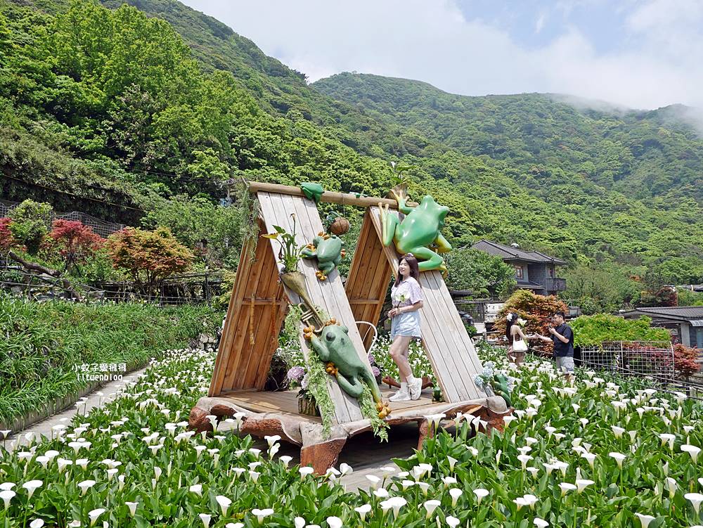 陽明山竹子湖「名陽匍休閒農莊」海芋紅楓繡球花小油坑，超夢幻的賞花基地