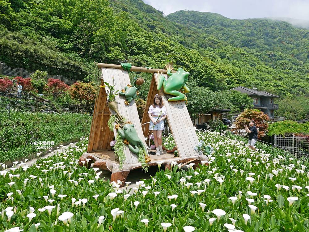 陽明山竹子湖「名陽匍休閒農莊」海芋紅楓繡球花小油坑，超夢幻的賞花基地