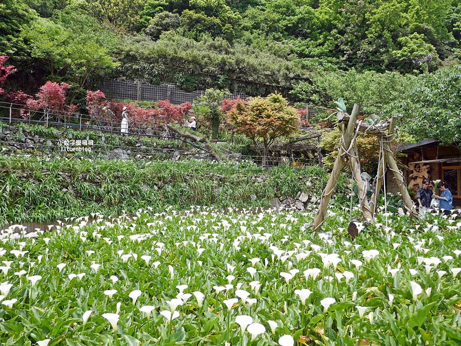 陽明山竹子湖「名陽匍休閒農莊」海芋紅楓繡球花小油坑，超夢幻的賞花基地