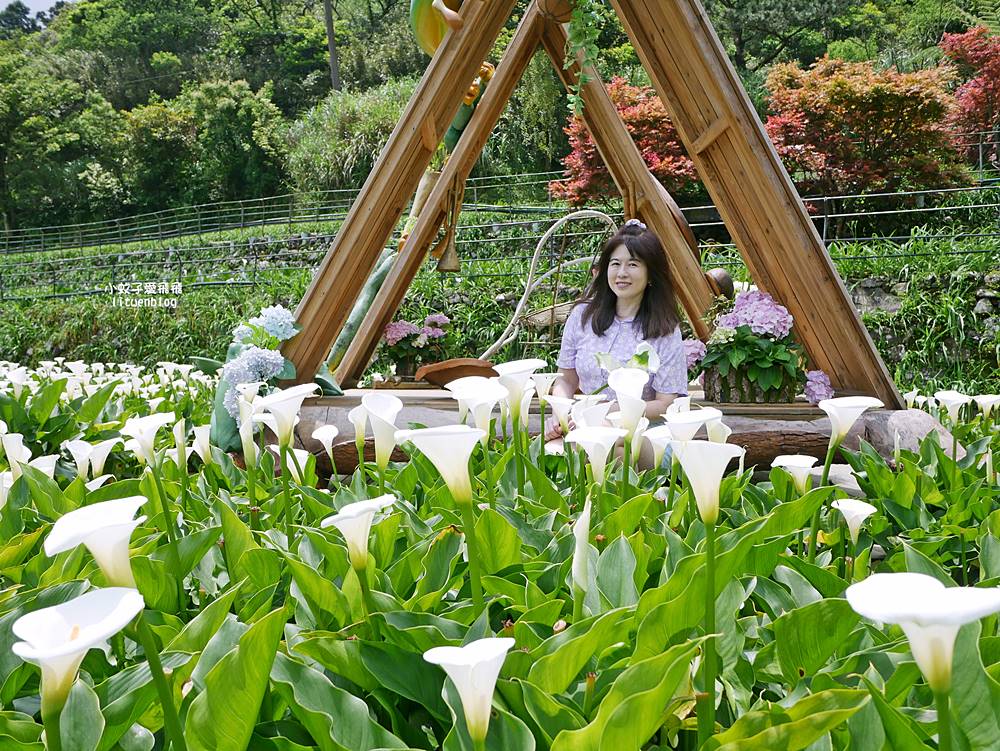 陽明山竹子湖「名陽匍休閒農莊」海芋紅楓繡球花小油坑，超夢幻的賞花基地