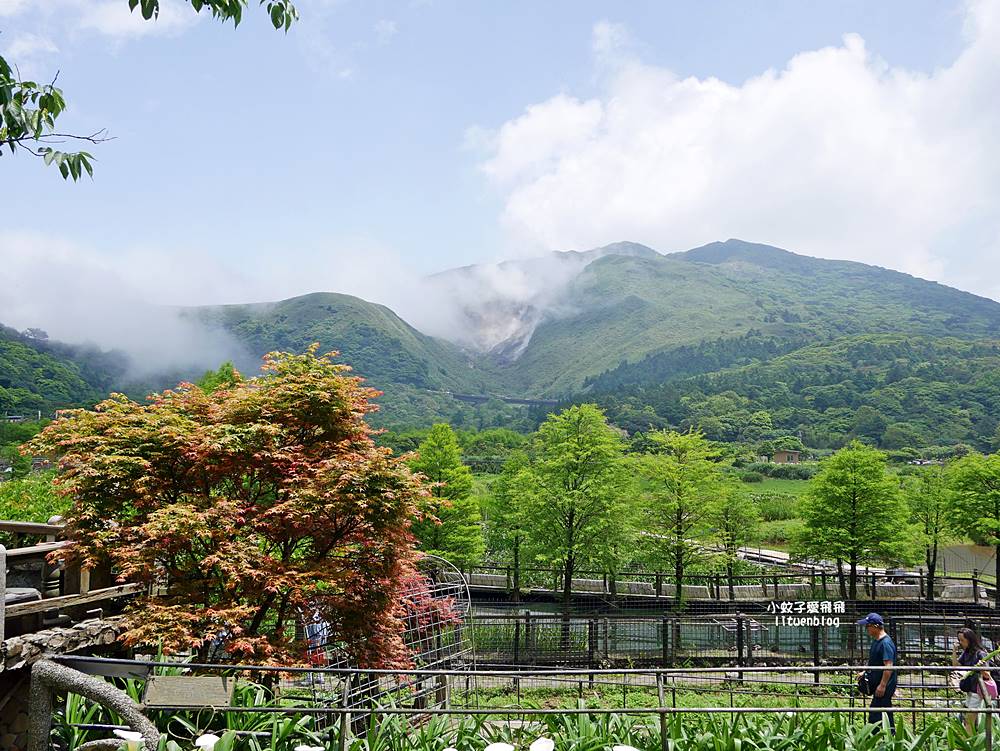 陽明山竹子湖「名陽匍休閒農莊」海芋紅楓繡球花小油坑，超夢幻的賞花基地