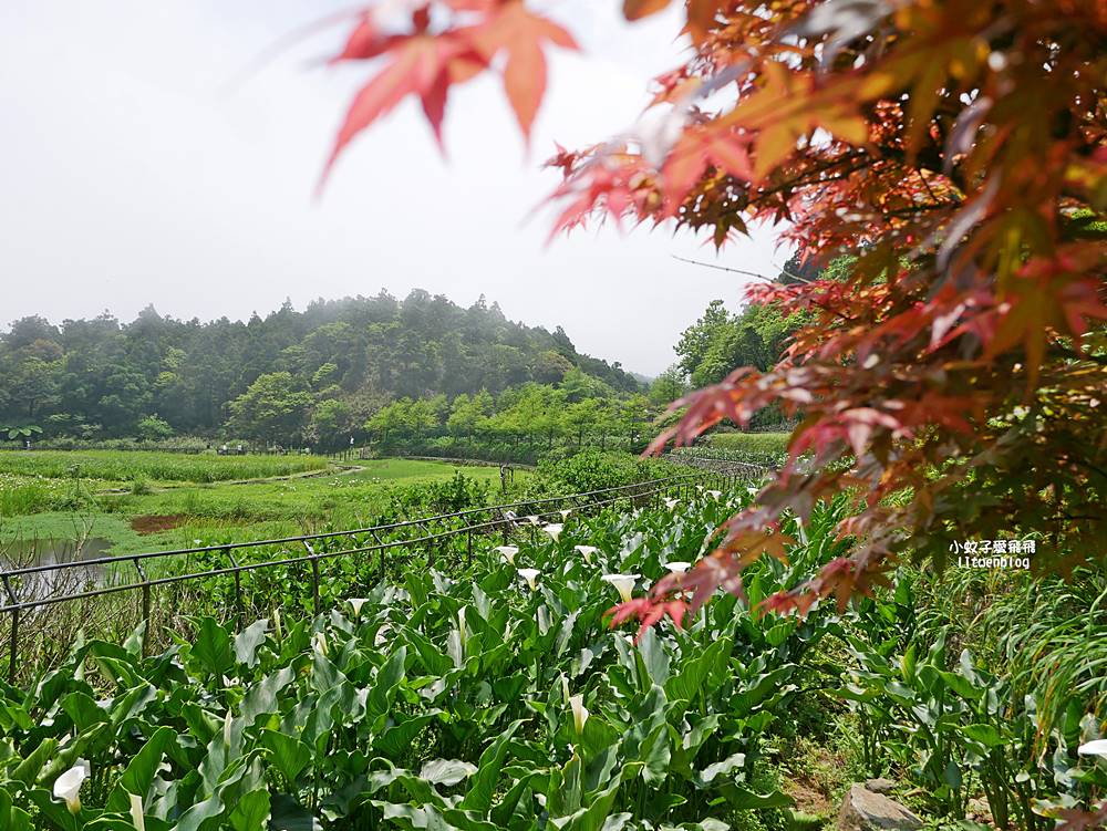 陽明山竹子湖「名陽匍休閒農莊」海芋紅楓繡球花小油坑，超夢幻的賞花基地
