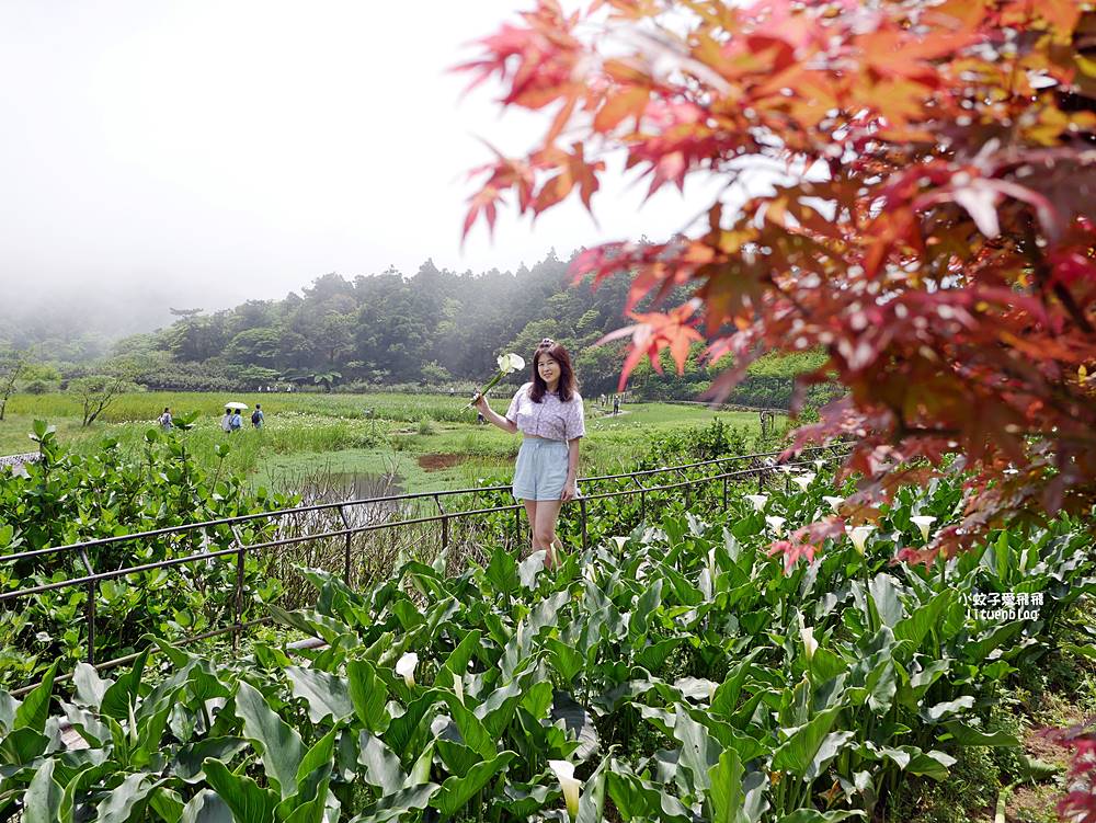 陽明山竹子湖「名陽匍休閒農莊」海芋紅楓繡球花小油坑，超夢幻的賞花基地