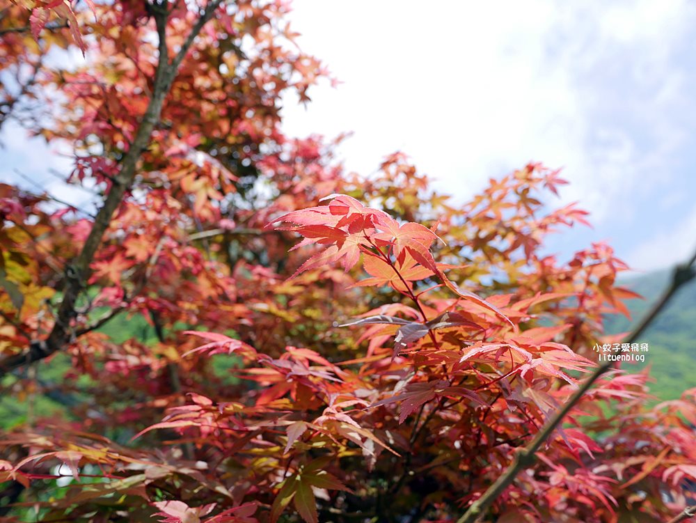 陽明山竹子湖「名陽匍休閒農莊」海芋紅楓繡球花小油坑，超夢幻的賞花基地