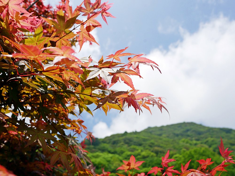陽明山竹子湖「名陽匍休閒農莊」海芋紅楓繡球花小油坑，超夢幻的賞花基地