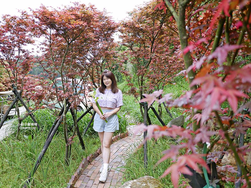 陽明山竹子湖「名陽匍休閒農莊」海芋紅楓繡球花小油坑，超夢幻的賞花基地