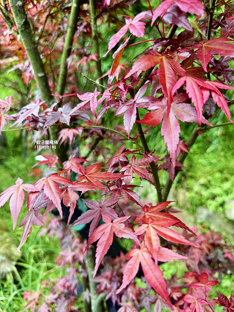 陽明山竹子湖「名陽匍休閒農莊」海芋紅楓繡球花小油坑，超夢幻的賞花基地