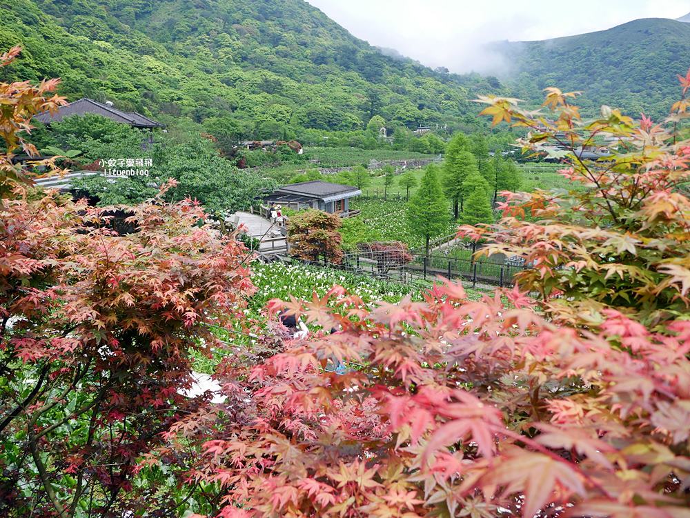 陽明山竹子湖「名陽匍休閒農莊」海芋紅楓繡球花小油坑，超夢幻的賞花基地