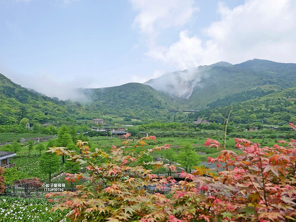 陽明山竹子湖「名陽匍休閒農莊」海芋紅楓繡球花小油坑，超夢幻的賞花基地