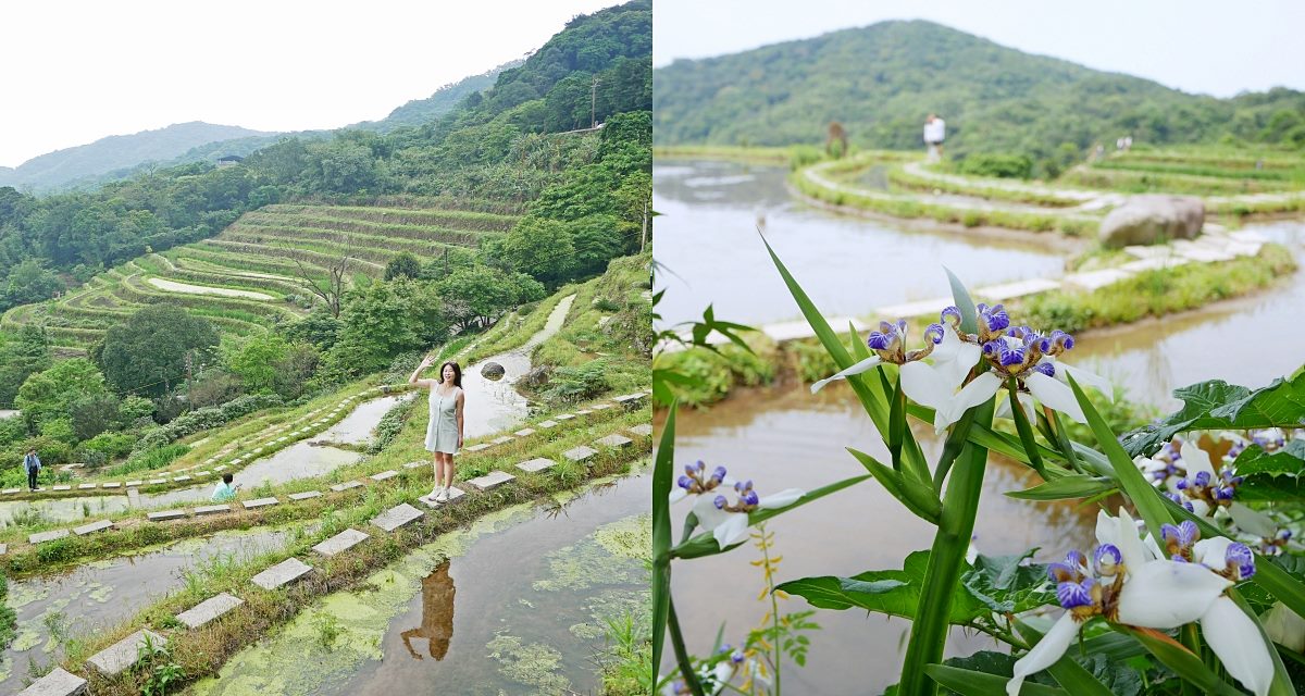 新北石門「嵩山百年梯田」壯麗百年水梯田風光賞限定花海 @小蚊子愛飛飛 litwenblog