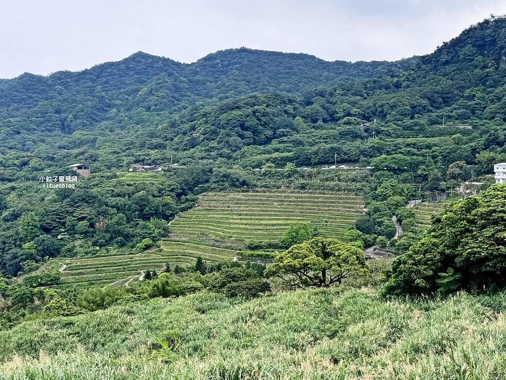 新北石門「嵩山百年梯田」壯麗百年水梯田風光賞限定花海 新北石門「嵩山百年梯田」壯麗百年水梯田風光賞限定花海