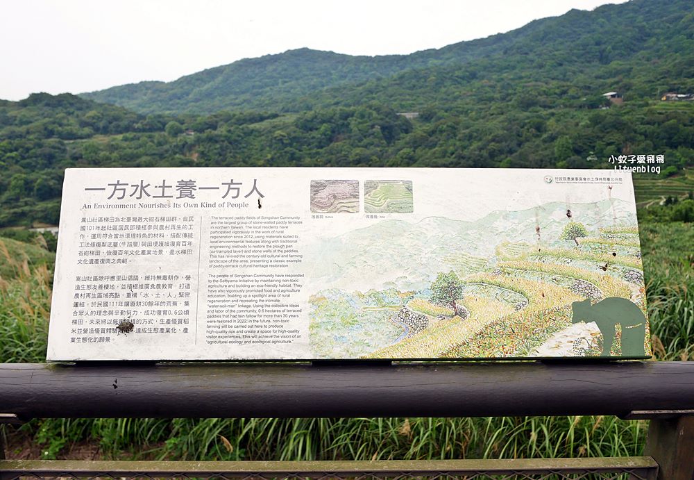 新北石門「嵩山百年梯田」壯麗百年水梯田風光賞限定花海