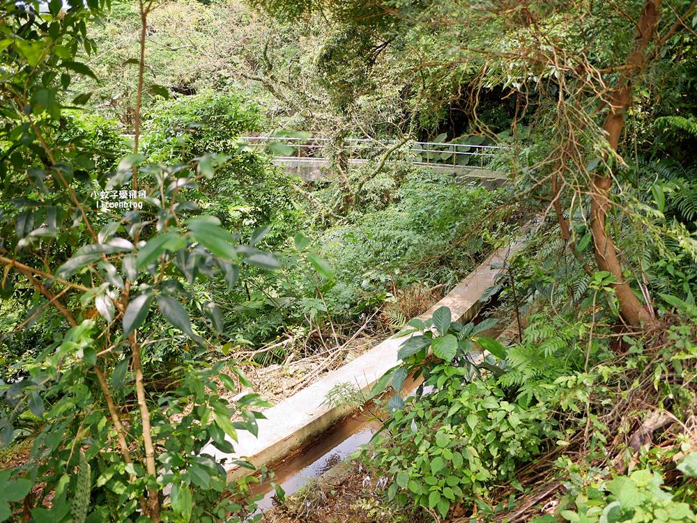 新北石門「嵩山百年梯田」壯麗百年水梯田風光賞限定花海