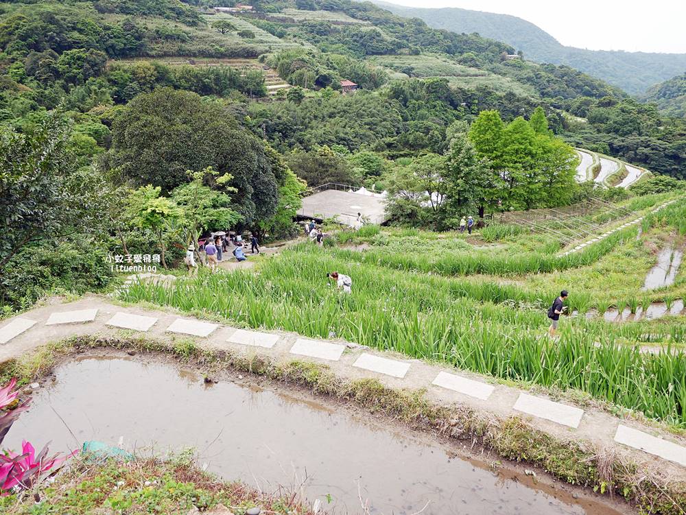 新北石門「嵩山百年梯田」壯麗百年水梯田風光賞限定花海 新北石門「嵩山百年梯田」壯麗百年水梯田風光賞限定花海