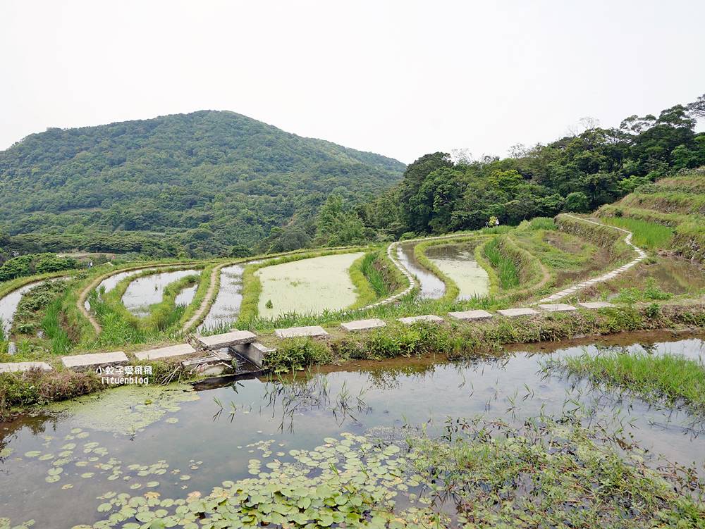 新北石門「嵩山百年梯田」壯麗百年水梯田風光賞限定花海 新北石門「嵩山百年梯田」壯麗百年水梯田風光賞限定花海