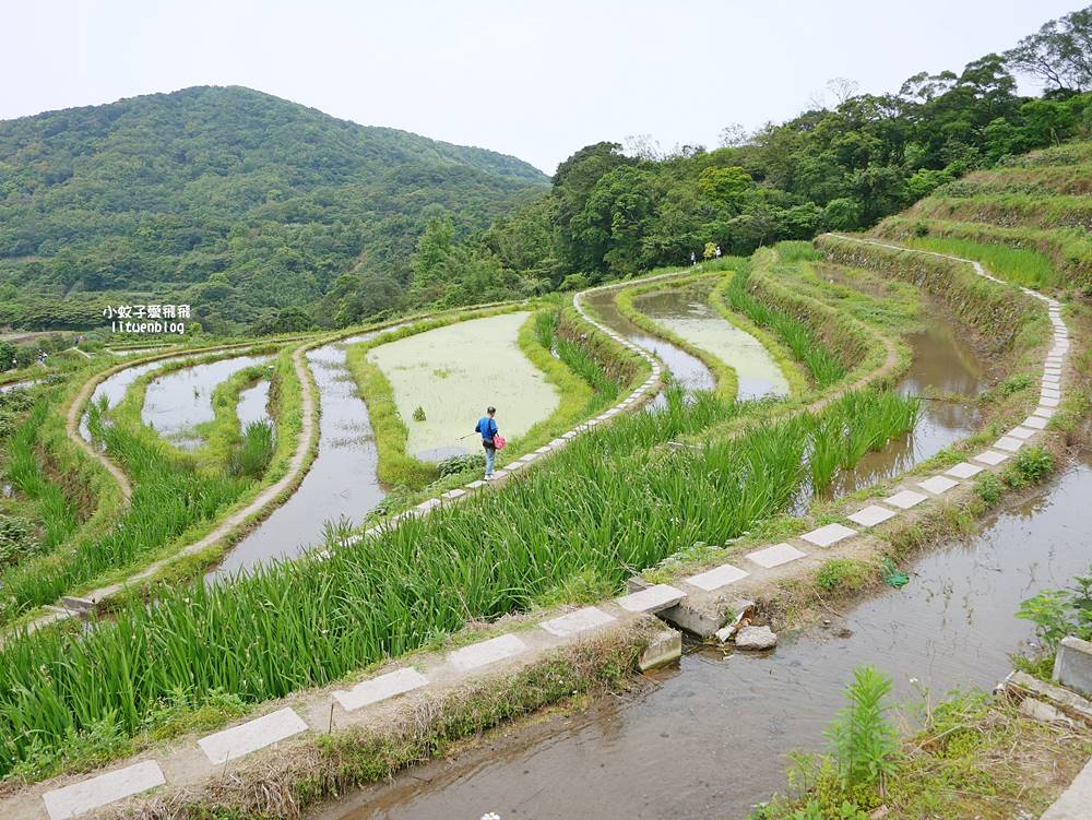 新北石門「嵩山百年梯田」壯麗百年水梯田風光賞限定花海 新北石門「嵩山百年梯田」壯麗百年水梯田風光賞限定花海