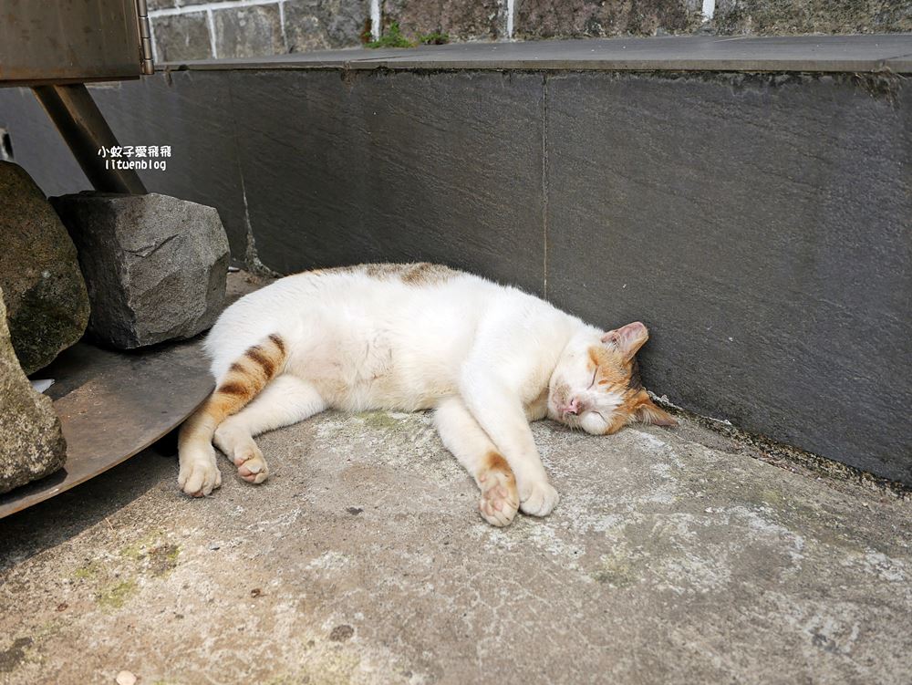 新北石門「嵩山百年梯田」壯麗百年水梯田風光賞限定花海 新北石門「嵩山百年梯田」壯麗百年水梯田風光賞限定花海