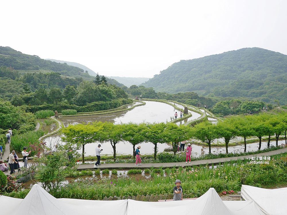 新北石門「嵩山百年梯田」壯麗百年水梯田風光賞限定花海 新北石門「嵩山百年梯田」壯麗百年水梯田風光賞限定花海
