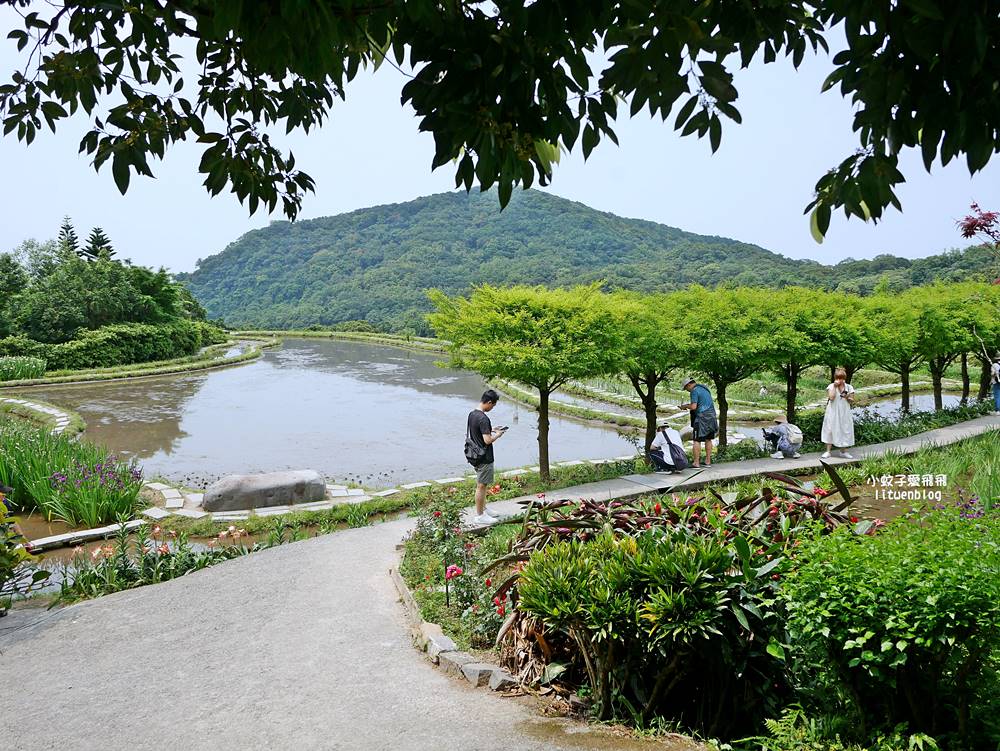 新北石門「嵩山百年梯田」壯麗百年水梯田風光賞限定花海