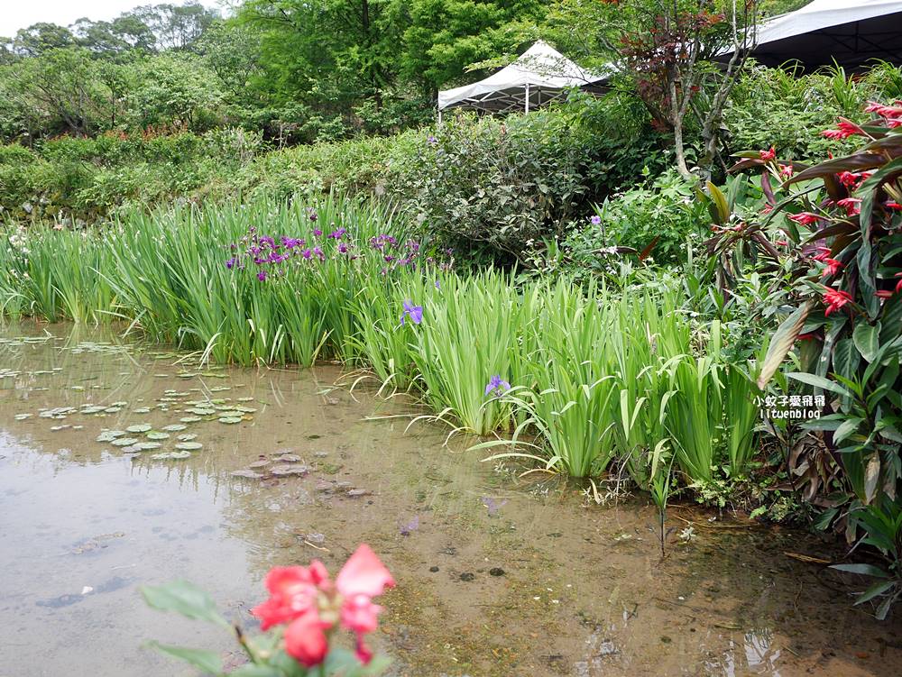 新北石門「嵩山百年梯田」壯麗百年水梯田風光賞限定花海 新北石門「嵩山百年梯田」壯麗百年水梯田風光賞限定花海