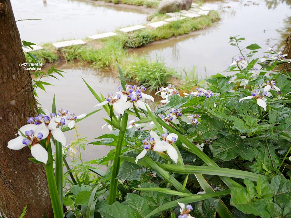 新北石門「嵩山百年梯田」壯麗百年水梯田風光賞限定花海 新北石門「嵩山百年梯田」壯麗百年水梯田風光賞限定花海