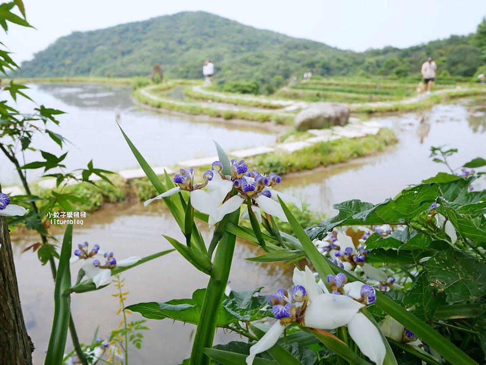 新北石門「嵩山百年梯田」壯麗百年水梯田風光賞限定花海 新北石門「嵩山百年梯田」壯麗百年水梯田風光賞限定花海