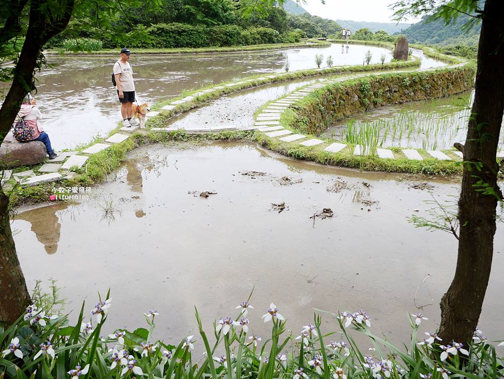 新北石門「嵩山百年梯田」壯麗百年水梯田風光賞限定花海