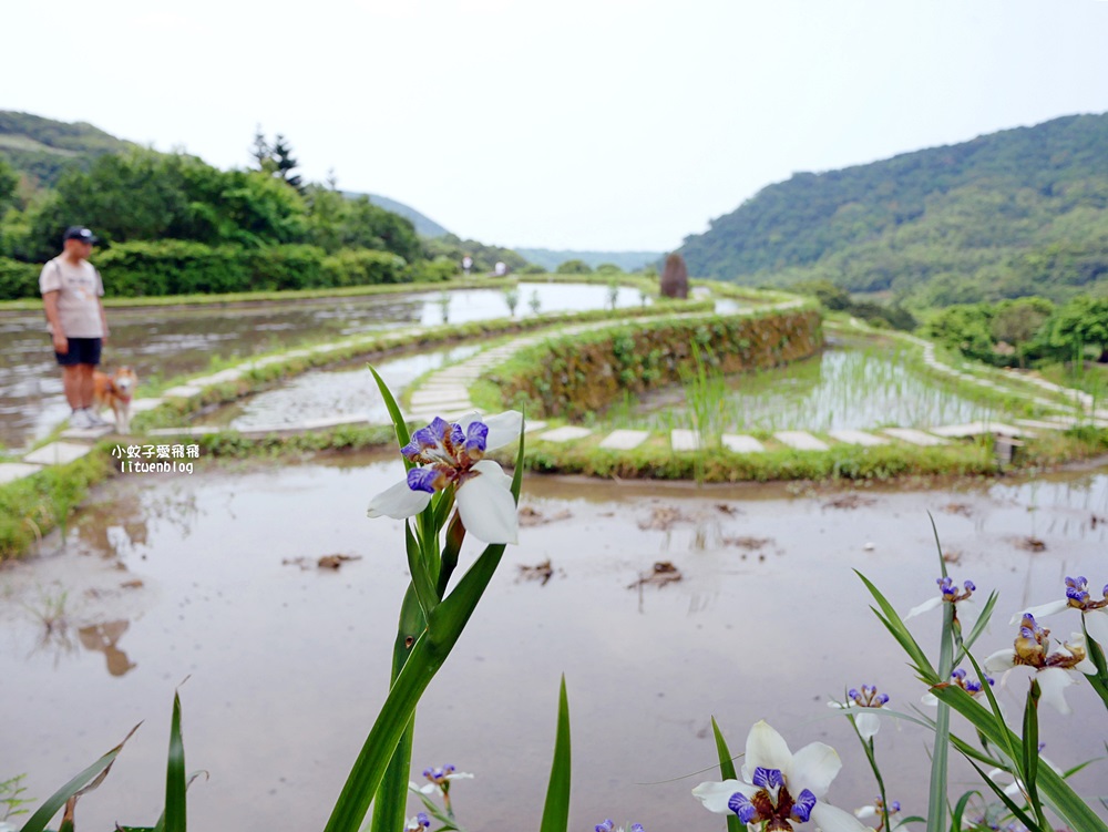 新北石門「嵩山百年梯田」壯麗百年水梯田風光賞限定花海 新北石門「嵩山百年梯田」壯麗百年水梯田風光賞限定花海