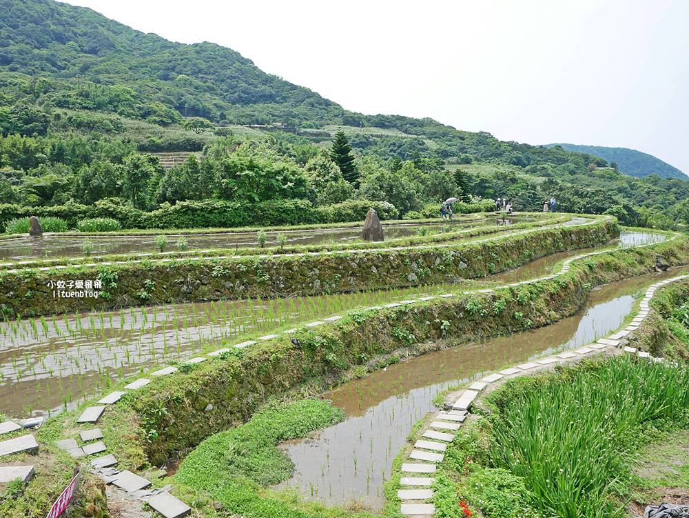 新北石門「嵩山百年梯田」壯麗百年水梯田風光賞限定花海 新北石門「嵩山百年梯田」壯麗百年水梯田風光賞限定花海