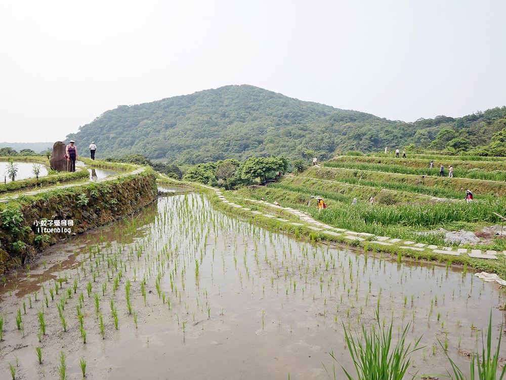 新北石門「嵩山百年梯田」壯麗百年水梯田風光賞限定花海