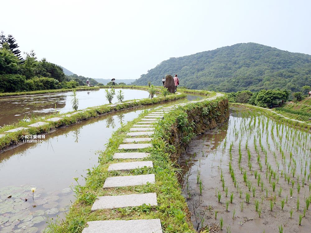 新北石門「嵩山百年梯田」壯麗百年水梯田風光賞限定花海 新北石門「嵩山百年梯田」壯麗百年水梯田風光賞限定花海
