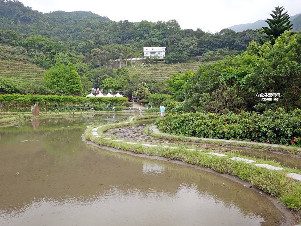 新北石門「嵩山百年梯田」壯麗百年水梯田風光賞限定花海 新北石門「嵩山百年梯田」壯麗百年水梯田風光賞限定花海