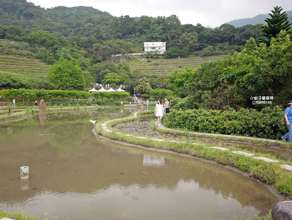 新北石門「嵩山百年梯田」壯麗百年水梯田風光賞限定花海