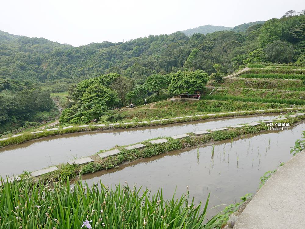 新北石門「嵩山百年梯田」壯麗百年水梯田風光賞限定花海 新北石門「嵩山百年梯田」壯麗百年水梯田風光賞限定花海