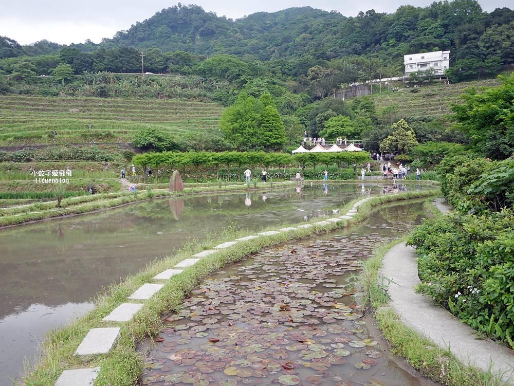 新北石門「嵩山百年梯田」壯麗百年水梯田風光賞限定花海 新北石門「嵩山百年梯田」壯麗百年水梯田風光賞限定花海