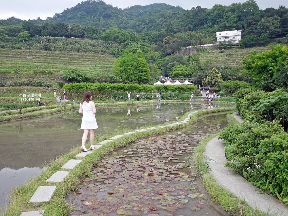 新北石門「嵩山百年梯田」壯麗百年水梯田風光賞限定花海 新北石門「嵩山百年梯田」壯麗百年水梯田風光賞限定花海