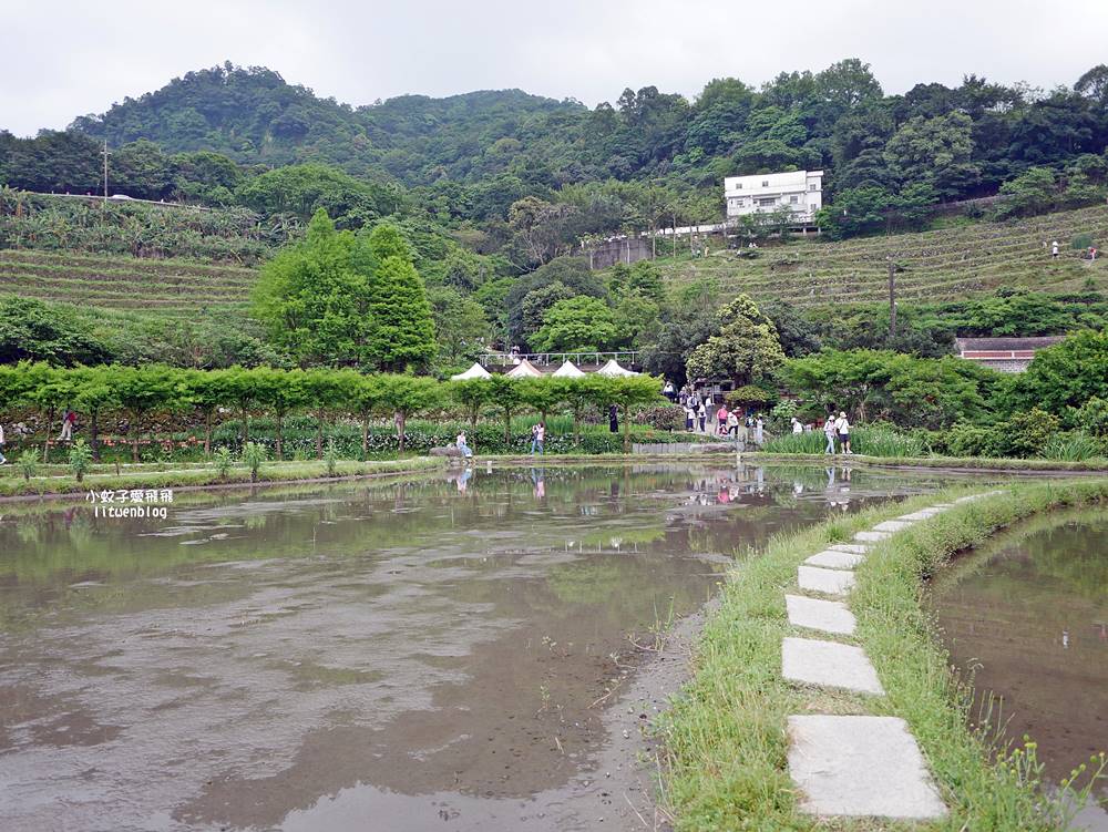 新北石門「嵩山百年梯田」壯麗百年水梯田風光賞限定花海