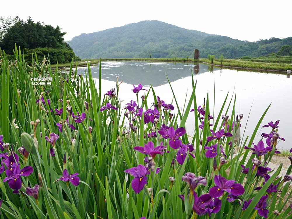 新北石門「嵩山百年梯田」壯麗百年水梯田風光賞限定花海 新北石門「嵩山百年梯田」壯麗百年水梯田風光賞限定花海
