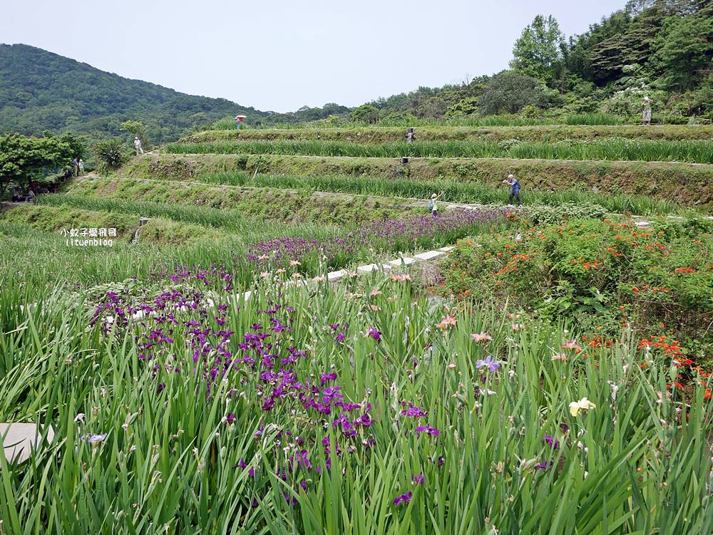 新北石門「嵩山百年梯田」壯麗百年水梯田風光賞限定花海 新北石門「嵩山百年梯田」壯麗百年水梯田風光賞限定花海