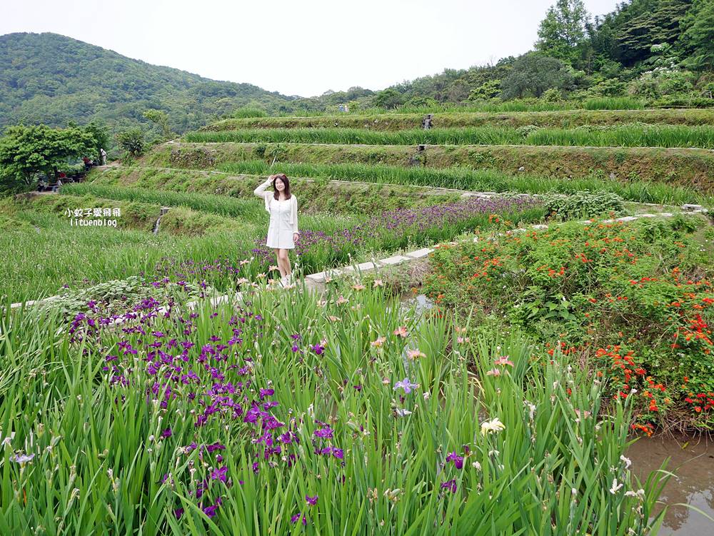 新北石門「嵩山百年梯田」壯麗百年水梯田風光賞限定花海