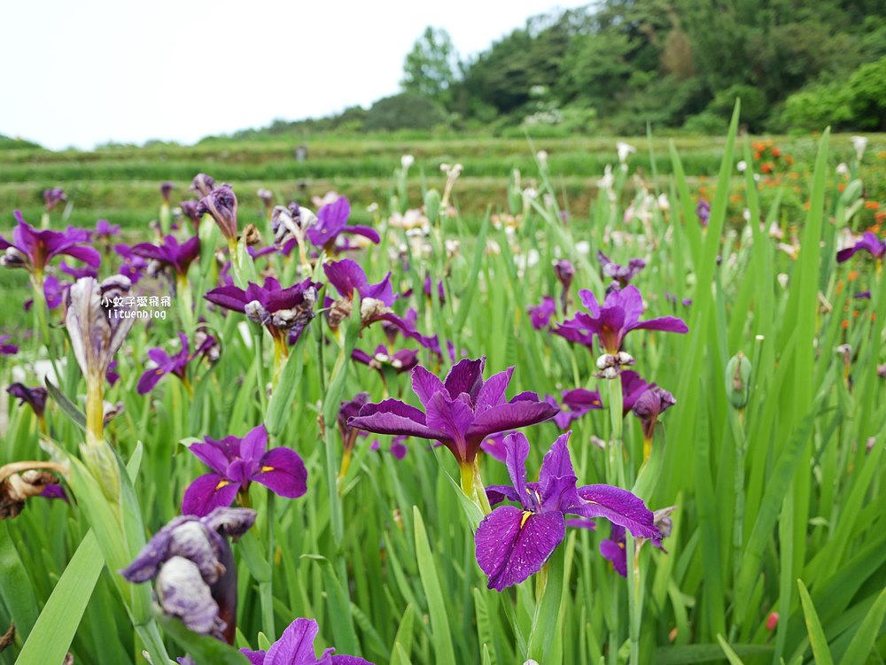 新北石門「嵩山百年梯田」壯麗百年水梯田風光賞限定花海